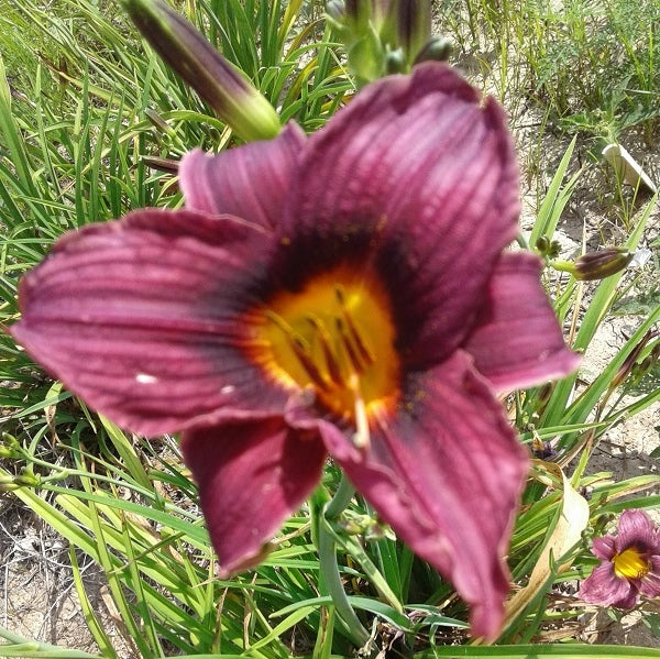 Grape Magic - Daylily