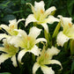 Heavenly Angel Ice - Daylily