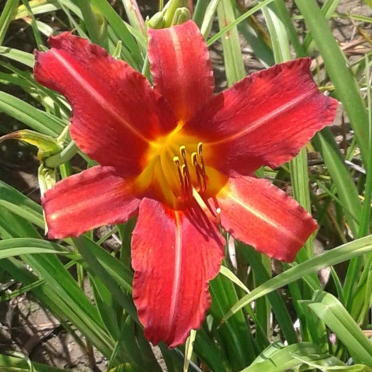 Heirloom Heaven Daylily