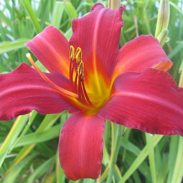 Heirloom Heaven - Daylily