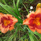 Holiday Song Daylily