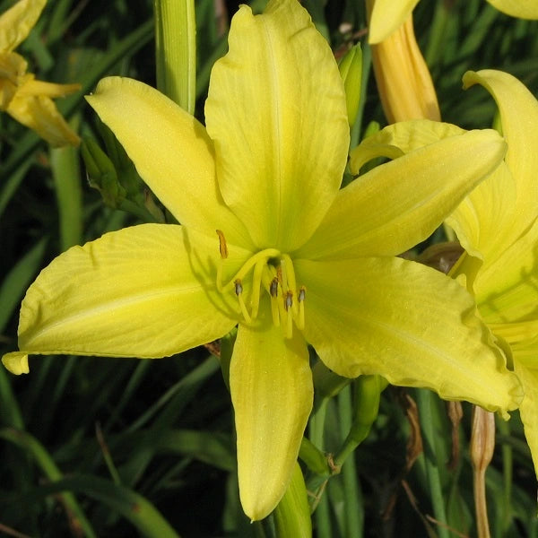 Hyperion Daylily