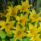 Hyperion Daylily