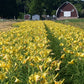 Hyperion Daylily