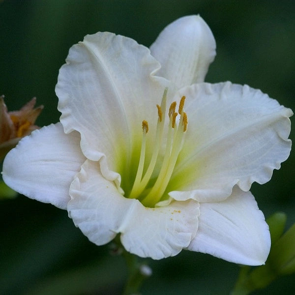 Ice Carnival - Daylily