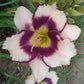 Inwood - Daylily