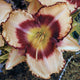 Inwood - Daylily