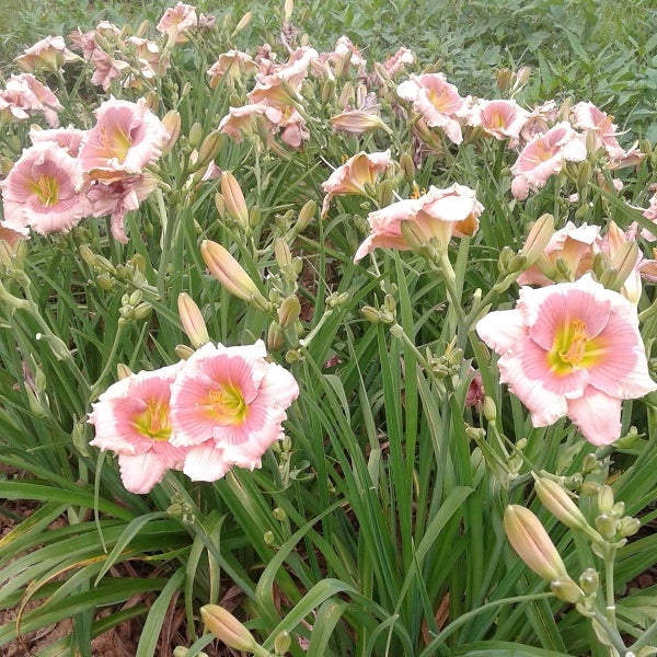 Janice Brown - Daylily