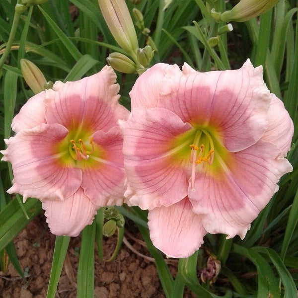 Janice Brown - Daylily