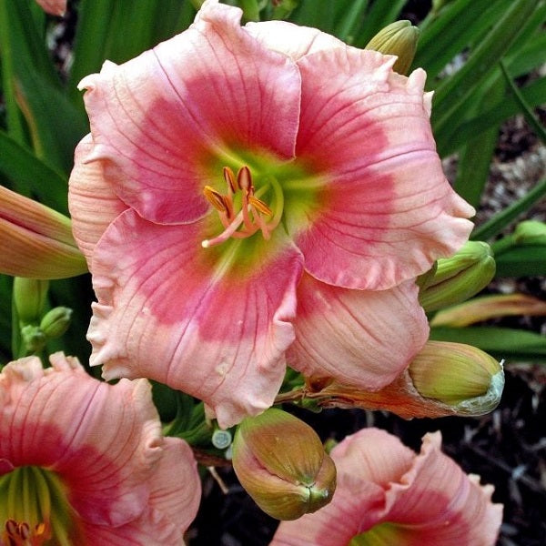 Janice Brown - Daylily