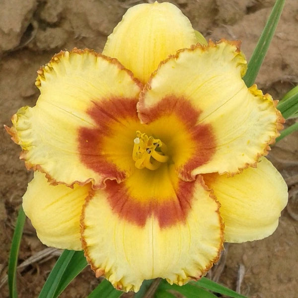 Jazz King - Daylily