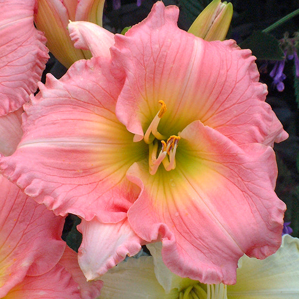 Jedi Free Spirit Daylily