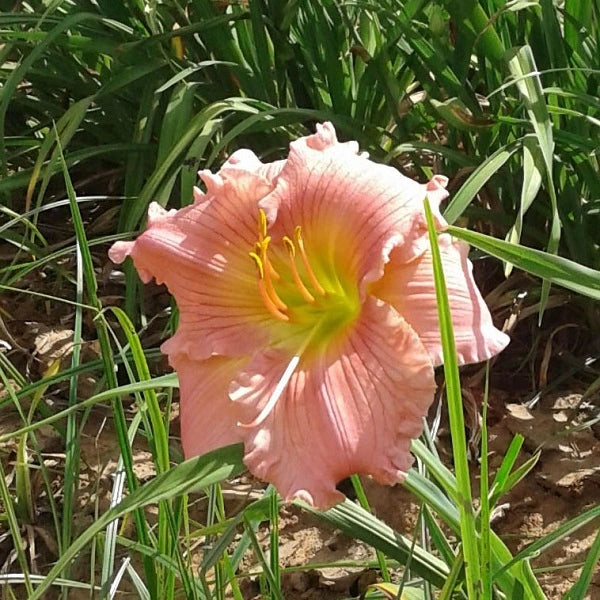 Jolyene Nichole Daylily