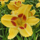 King George - Daylily