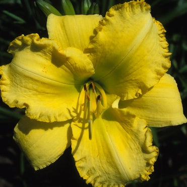 Lemon Meringue Ruffles - Daylily