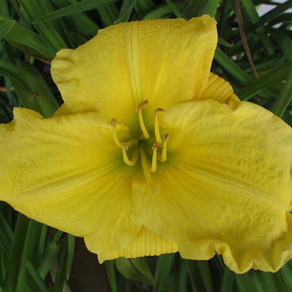 Sun-Kissed Yellow Daylily Bundle - Save $40