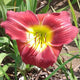 Liberator - Daylily