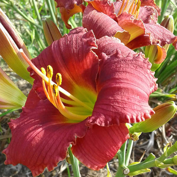 Little Ben Daylily