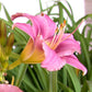 Little Lottie Daylily