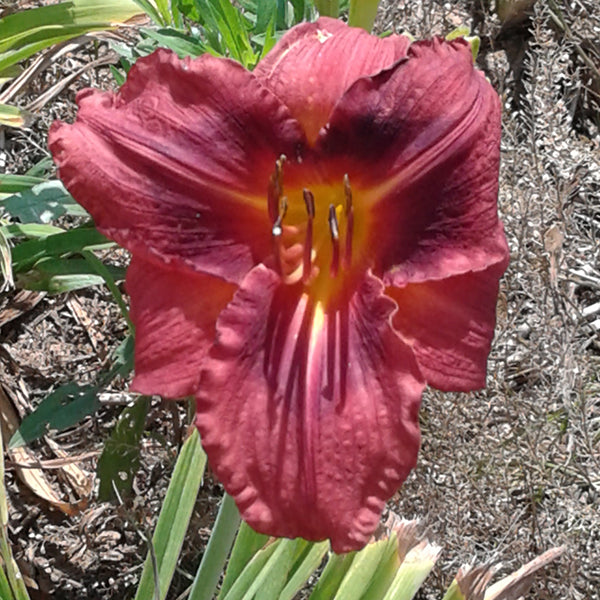 The Good Ol' Days - Red Mix Daylily Bundle - Save $40