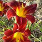 Radiant Red - Daylily