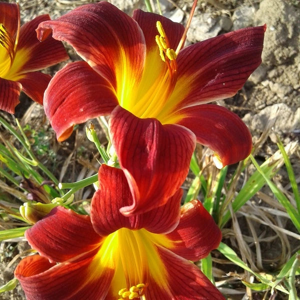 Radiant Red - Daylily