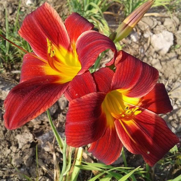 Little Tyke - Daylily