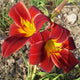 Little Tyke Daylily - representative mature plant