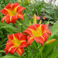 The Good Ol' Days - Red Mix Daylily Bundle - Save $40