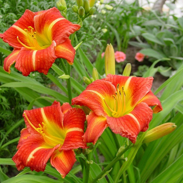 Longfields Tropica Premium Daylily