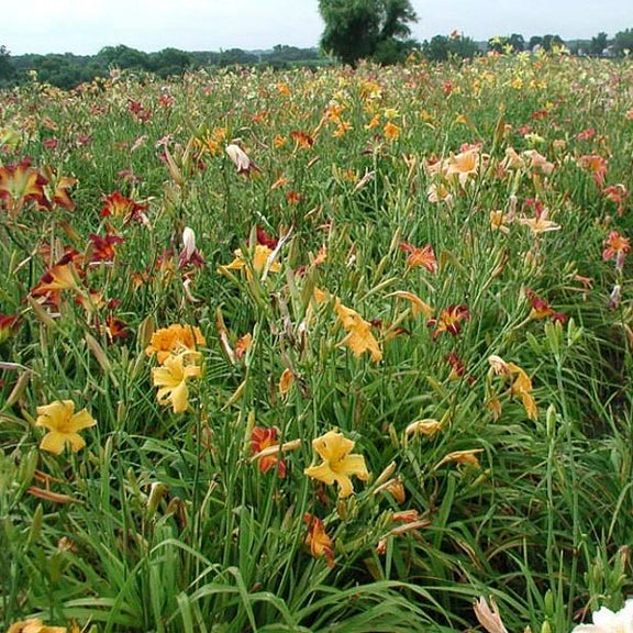 spider daylily plants Mahieu Mixed Spider Daylily (2 for 1)