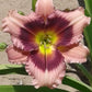 Mardi Gras Parade - Daylily