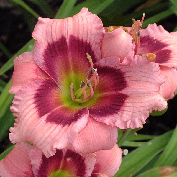 Mardi Gras Parade - Daylily