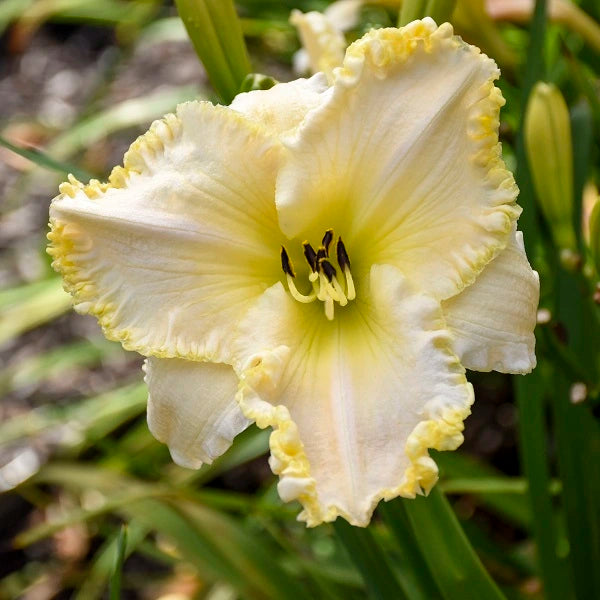 Marquee Moon - Daylily