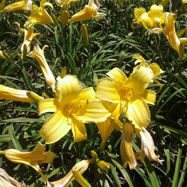 Mary Todd - Daylily