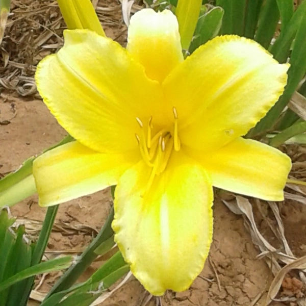 Mary Todd - Daylily