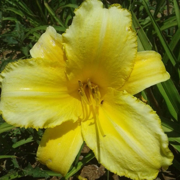 Mary Todd - Daylily