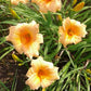 Melon Balls Daylily - Heritage Collection