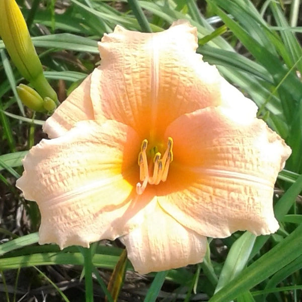 Melon Balls Daylily