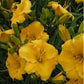 Sun-Kissed Yellow Daylily Bundle - Save $40