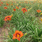 Mighty Chestnut - Daylily