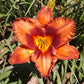 Mighty Chestnut - Daylily