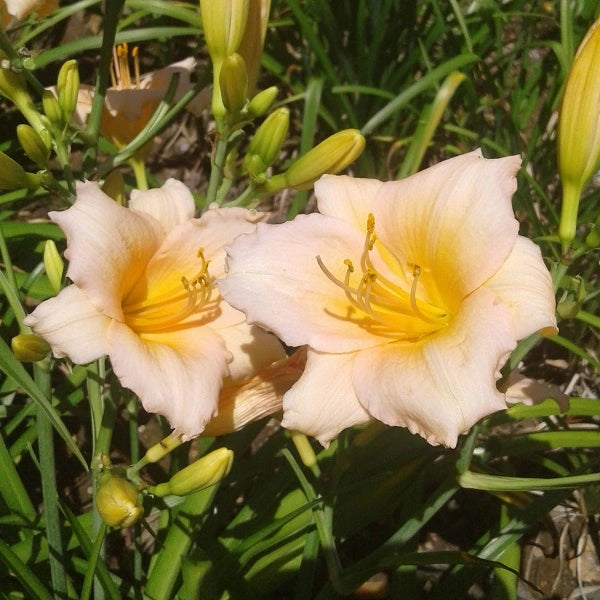 Mini Pearl Daylily