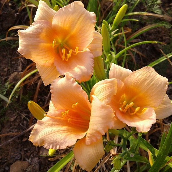 Mini Pearl Daylily - representative mature plant
