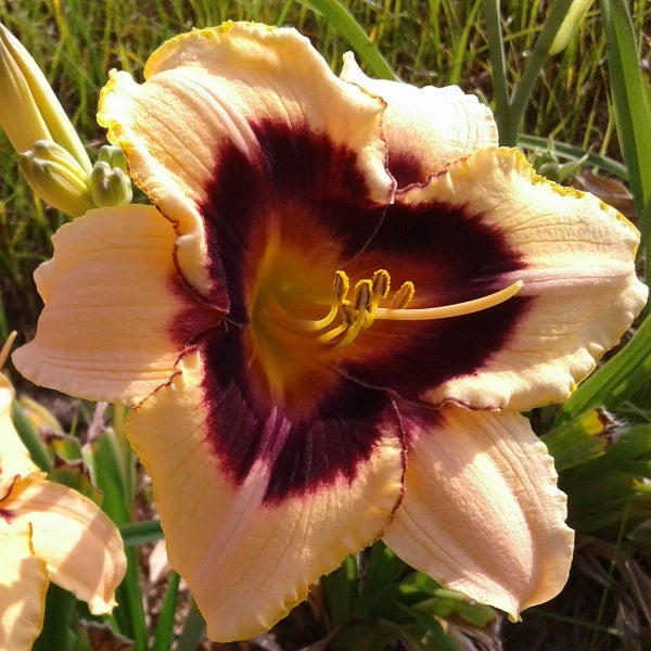 Modern Design - Daylily