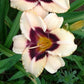 Modern Design - Daylily