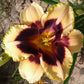 Modern Design - Daylily