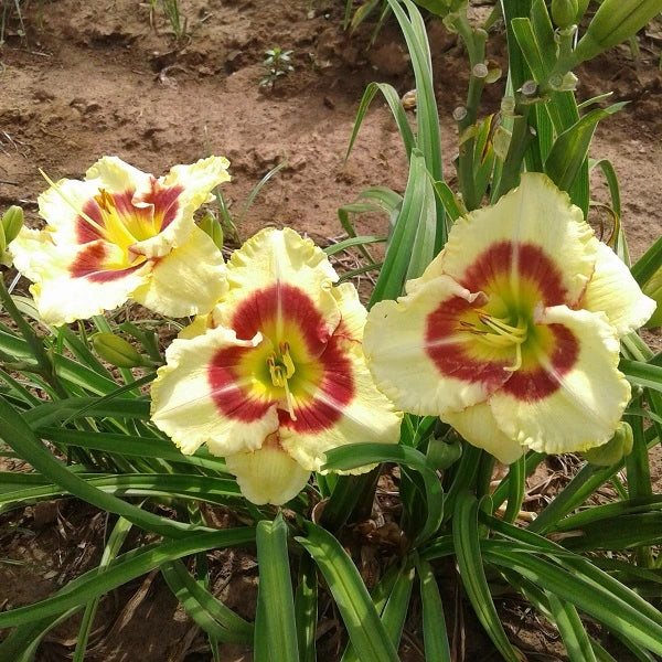 Monterrey Jack Daylily