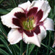 Moonlit Masquerade - Daylily