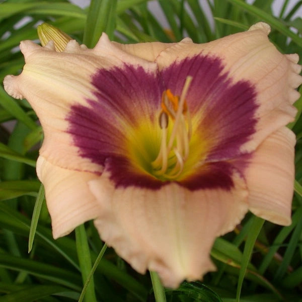 Mother's Melody - Daylily